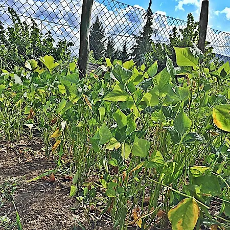 Agriturismo Bicocchi *