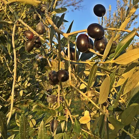 Agriturismo Bicocchi
